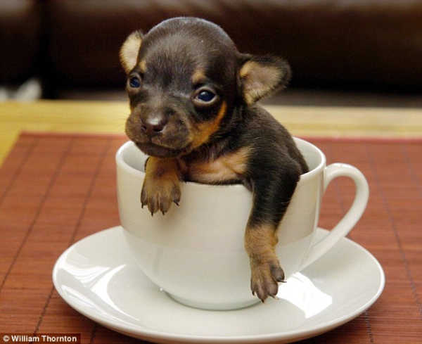 http://www.gerka.ru/wordpress/wp-content/uploads/2009/04/little-dog-in-cup-2304.jpg