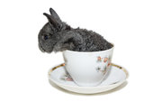 Кролик в чашке кофе