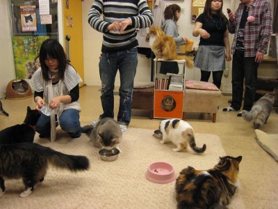 Кафе с кошками в Японии cat cafe