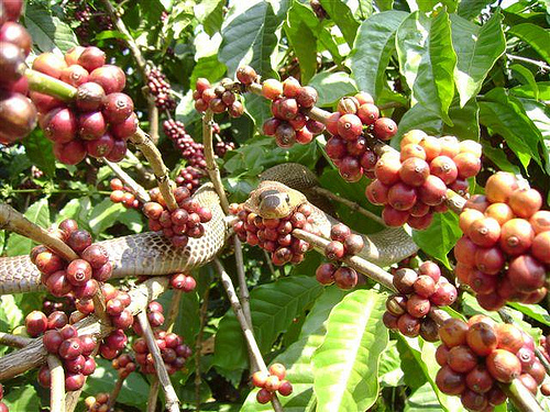 Кобра среди веток кофейного дерева в Индии