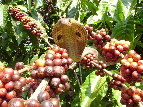 Кобра среди веток кофейного дерева в Индии