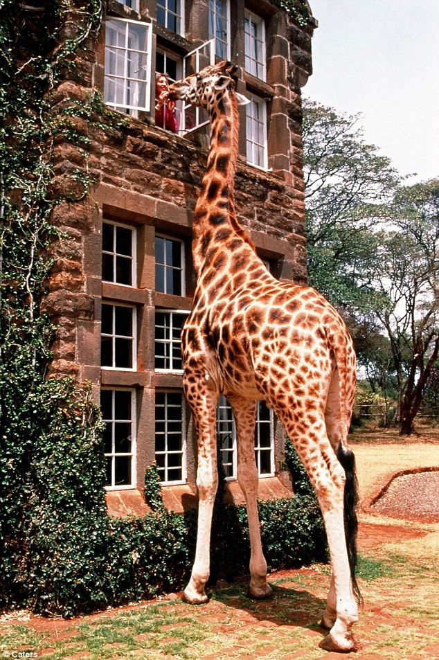 Ручной жираф