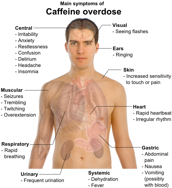 Таблица влияния кофеина на организм человека